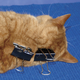 Image for article titled The one myth about cats that's actually true
